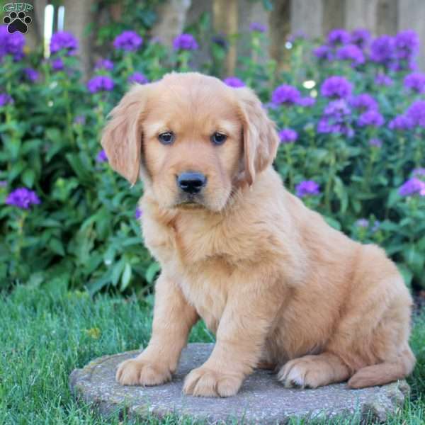 Happy, Golden Retriever Puppy