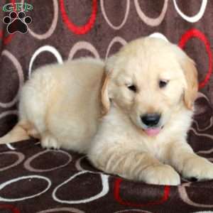 Happy, Golden Retriever Puppy