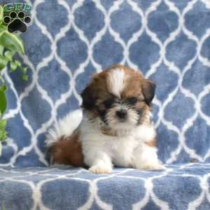 Happy, Shih Tzu Puppy