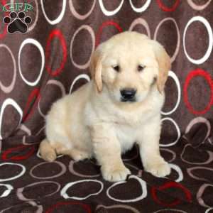 Happy, Golden Retriever Puppy