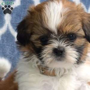 Happy, Shih Tzu Puppy