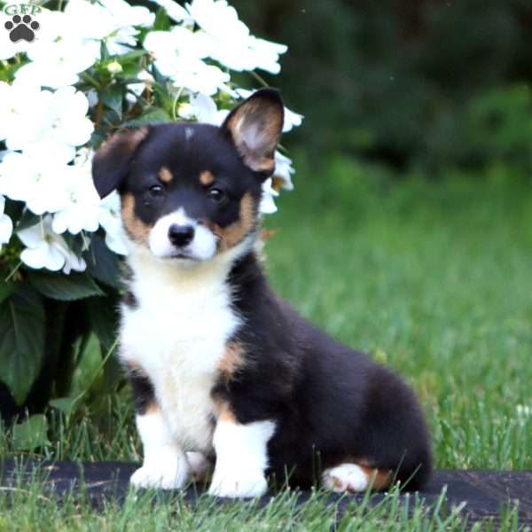 Happy, Pembroke Welsh Corgi Puppy