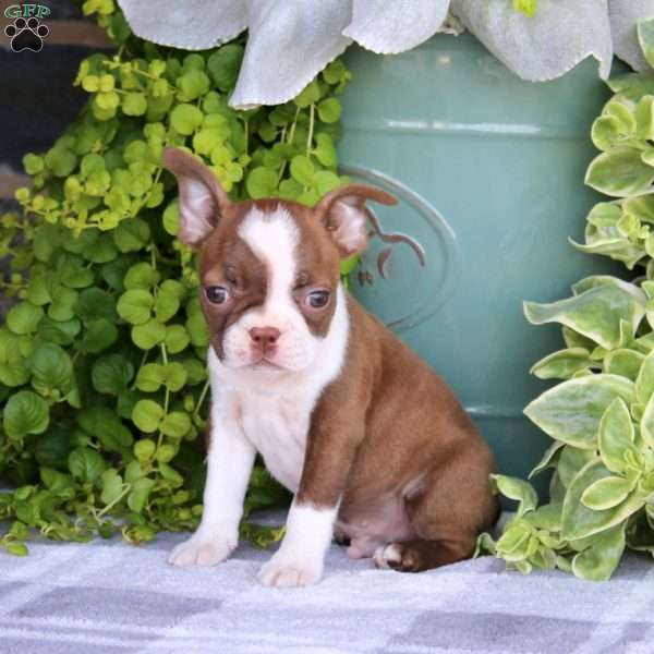 Happy, Boston Terrier Puppy