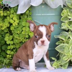 Happy, Boston Terrier Puppy