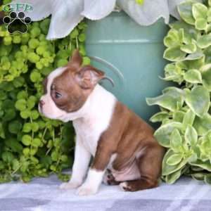 Happy, Boston Terrier Puppy