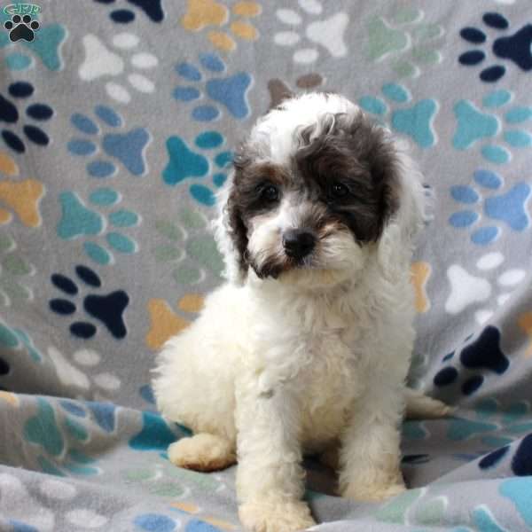 Happy Girl, Cockapoo Puppy
