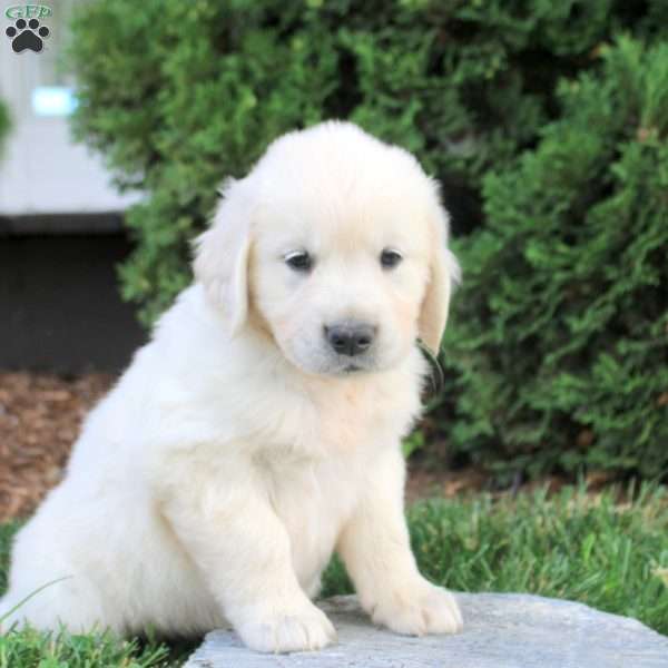 Harley, English Cream Golden Retriever Puppy