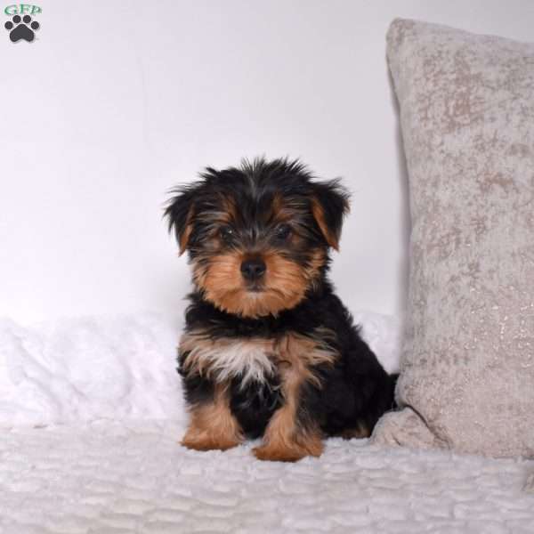 Harley, Yorkie Puppy