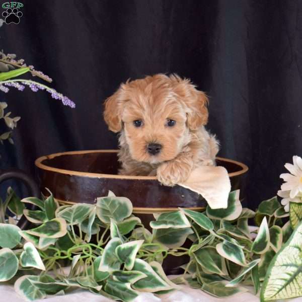 Harley, Maltipoo Puppy