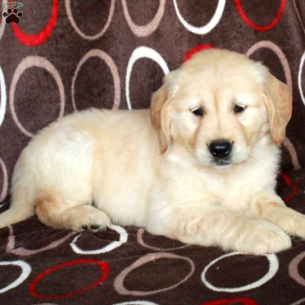 Harley, Golden Retriever Puppy