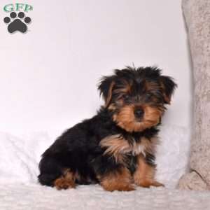 Harley, Yorkie Puppy