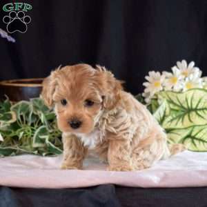 Harley, Maltipoo Puppy