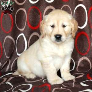 Harley, Golden Retriever Puppy