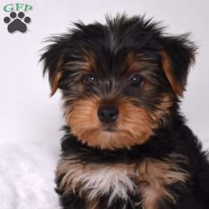 Harley, Yorkie Puppy