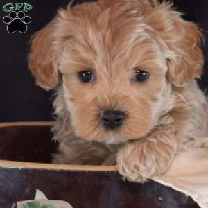 Harley, Maltipoo Puppy