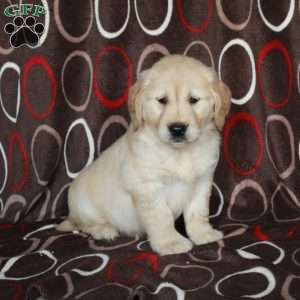 Harley, Golden Retriever Puppy