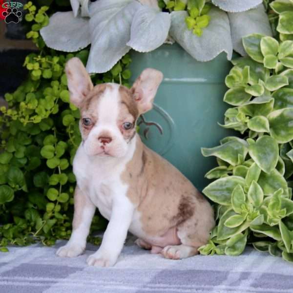 Harley, Boston Terrier Puppy