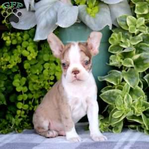 Harley, Boston Terrier Puppy