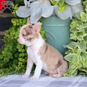 Harley, Boston Terrier Puppy