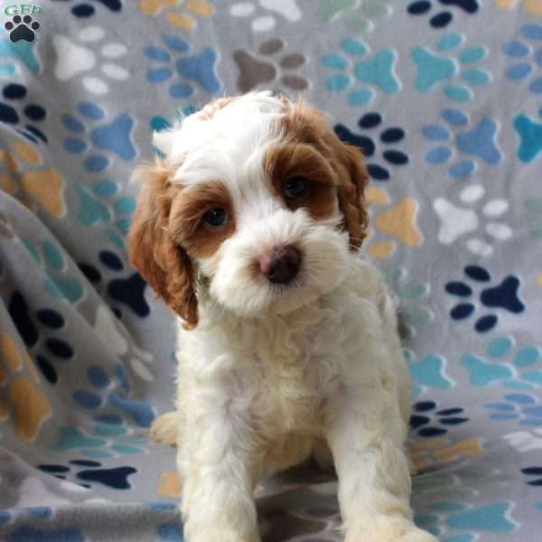 Harley, Cockapoo Puppy