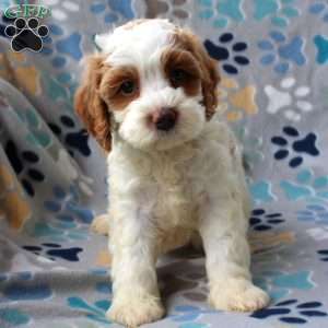 Harley, Cockapoo Puppy