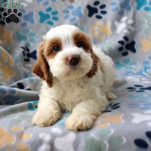 Harley, Cockapoo Puppy