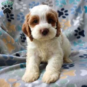 Harley, Cockapoo Puppy