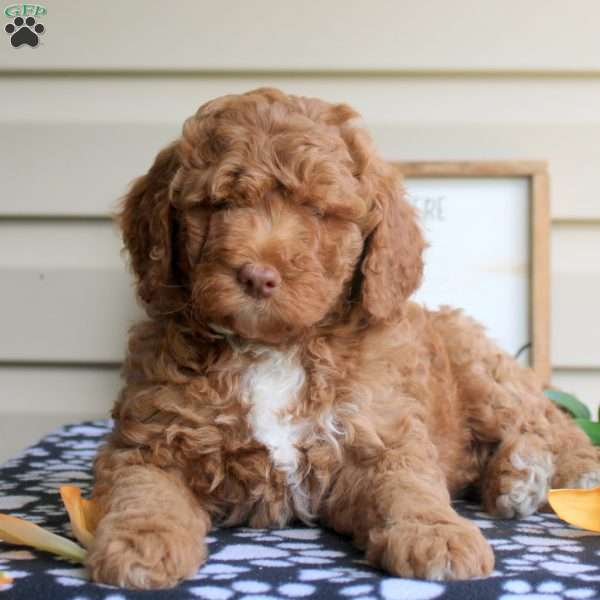 Harlow, Mini Goldendoodle Puppy