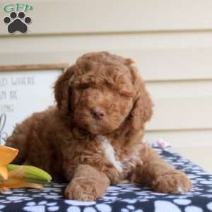 Harlow, Mini Goldendoodle Puppy