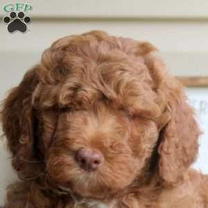 Harlow, Mini Goldendoodle Puppy