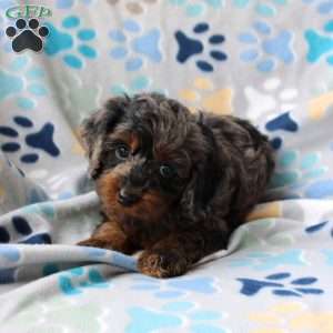 Harmony, Cockapoo Puppy