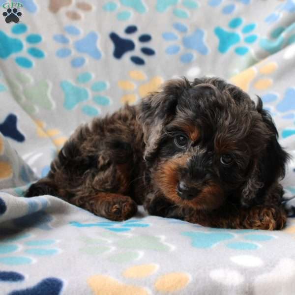 Harmony, Cockapoo Puppy