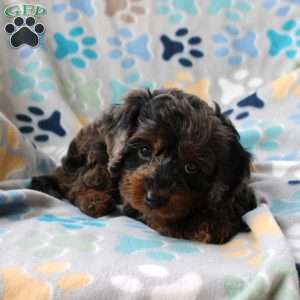Harmony, Cockapoo Puppy