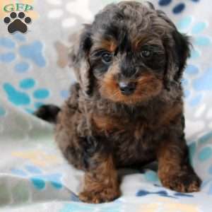 Harmony, Cockapoo Puppy