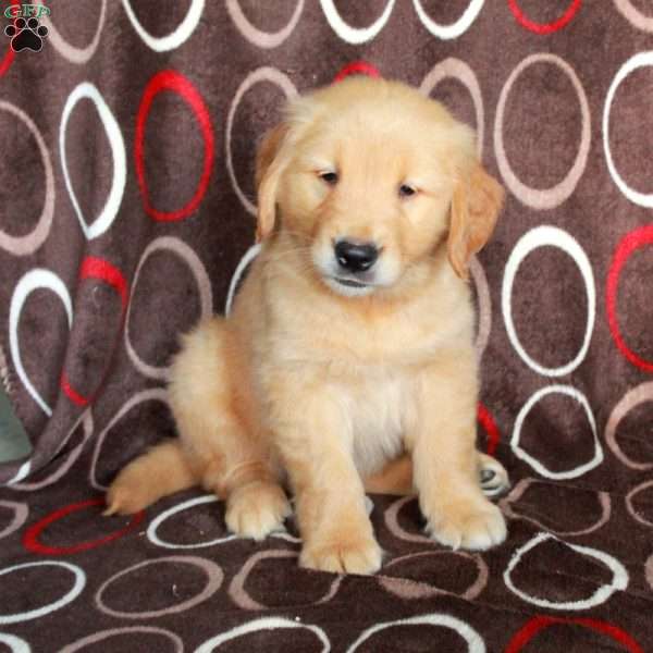 Harold, Golden Retriever Puppy