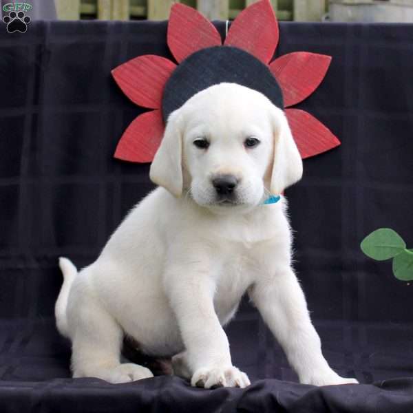 Harold, Yellow Labrador Retriever Puppy