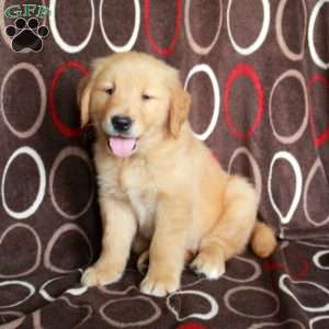 Harold, Golden Retriever Puppy