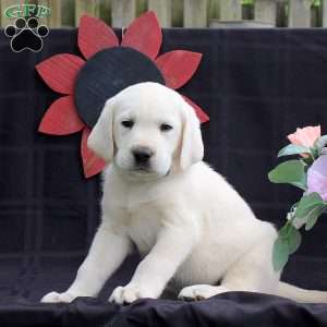 Harold, Yellow Labrador Retriever Puppy