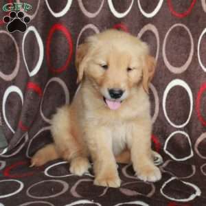 Harold, Golden Retriever Puppy
