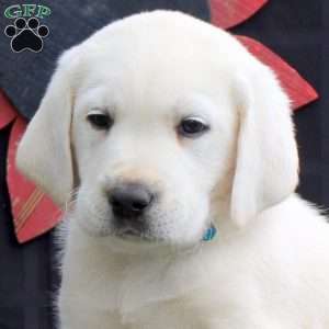 Harold, Yellow Labrador Retriever Puppy