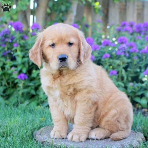 Harper, Golden Retriever Puppy