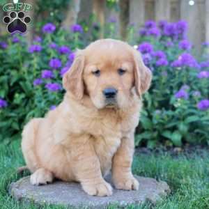 Harper, Golden Retriever Puppy