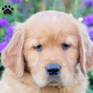 Harper, Golden Retriever Puppy