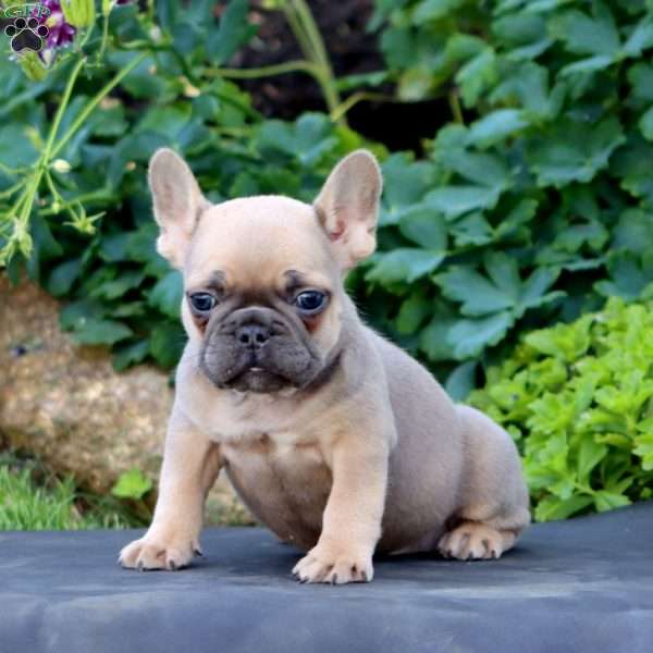 Harper, French Bulldog Puppy