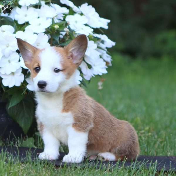 Harper, Pembroke Welsh Corgi Puppy