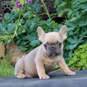 Harper, French Bulldog Puppy