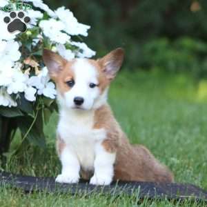 Harper, Pembroke Welsh Corgi Puppy