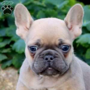 Harper, French Bulldog Puppy