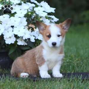 Harper, Pembroke Welsh Corgi Puppy