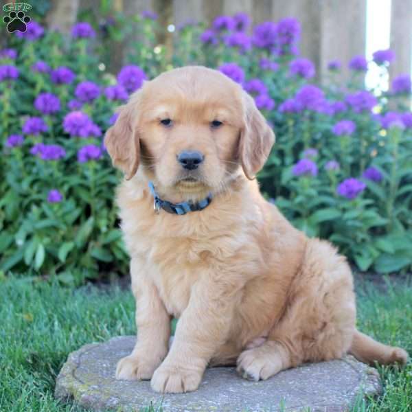 Harrison, Golden Retriever Puppy